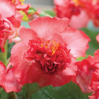 Fiona Red Begonia Thumbnail